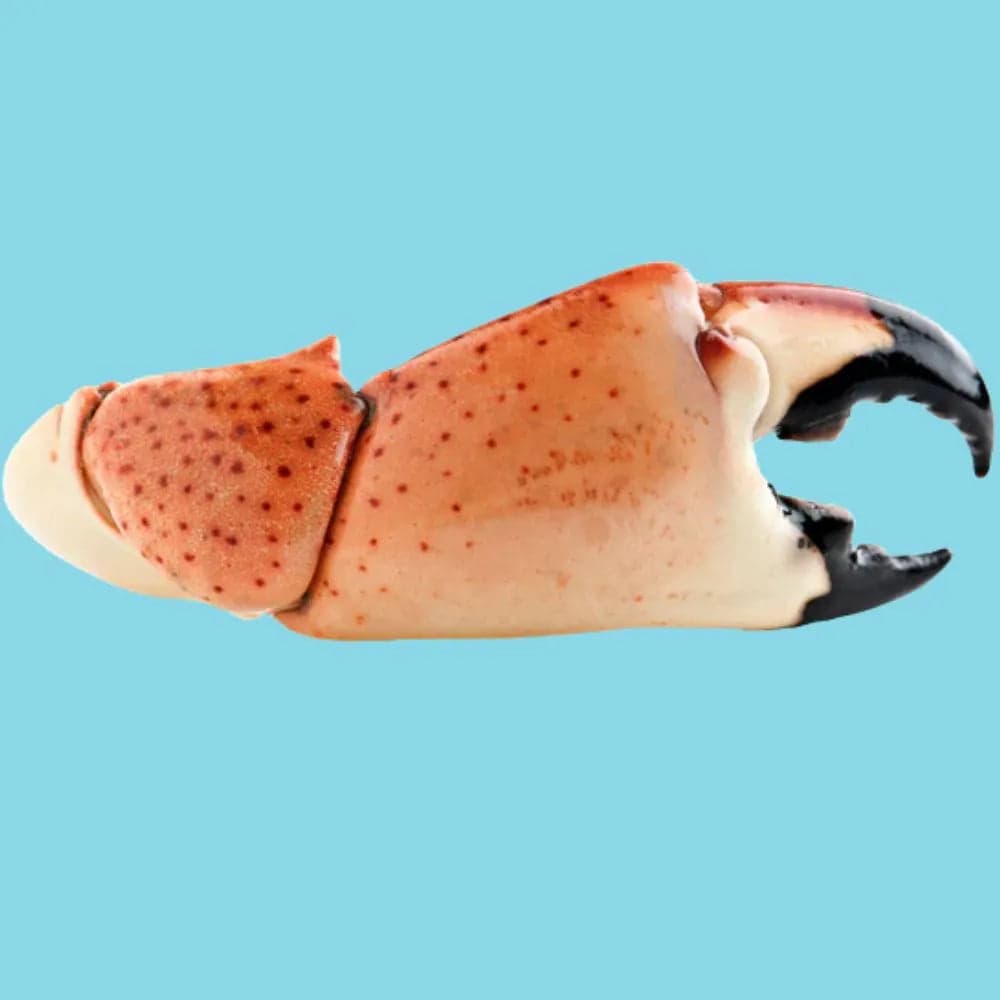 Stone crab claws product photography