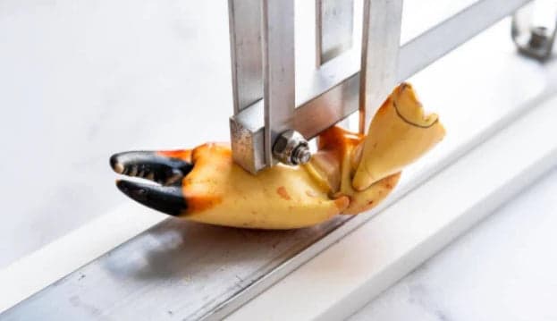 Professionally cracked stone crab claws
